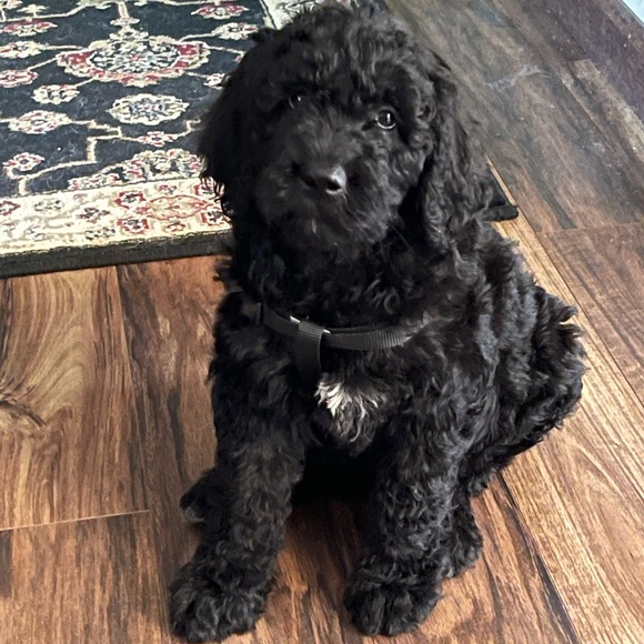 New Addition to Our Family! - Picture 4 of 7